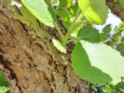 Greyia sutherlandii new branchlet on an old stem